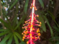 IMG_5984