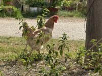 IMG_6384 (1)